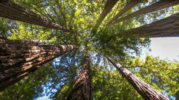 How Our Tree Care Process Works  in Monte Sereno, CA